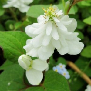 Houttuynia cordata Flore Pleno