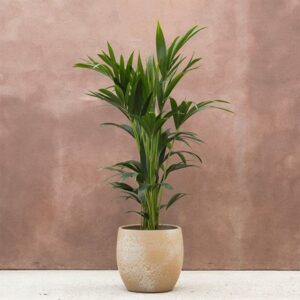 Howea forsteriana