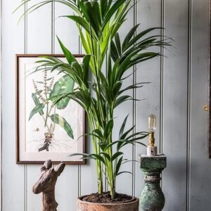 Howea forsteriana