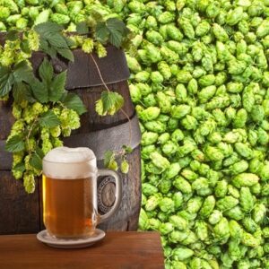Humulus lupulus Magnum
