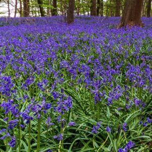 Hyacinthoides non-scripta