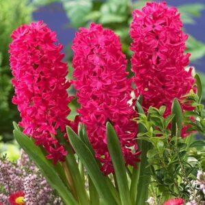 Hyacinthus orientalis Jan Bos
