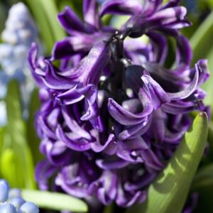 Hyacinthus orientalis Peter Stuyvesant