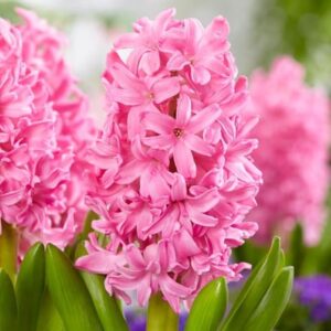 Hyacinthus orientalis Pink Pearl