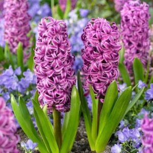 Hyacinthus orientalis Purple Sensation (PBR)