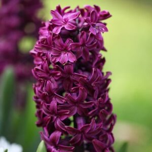 Hyacinthus orientalis Woodstock