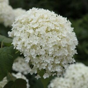 Hydrangea arborescens Annabelle