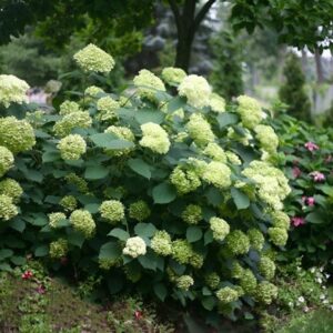 Hydrangea arborescens Lime Rickey ('Smnhalr') (PBR)