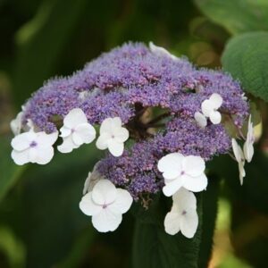 Hydrangea aspera Villosa Group