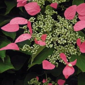 Hydrangea hydrangeoides var. hydrangeoides Roseum