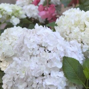 Hydrangea macrophylla Blushing Bride