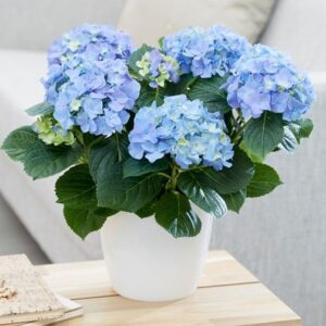 Hydrangea macrophylla Early Blue ('Hba 202911') (PBR)
