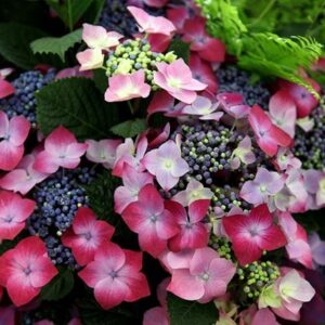 Hydrangea macrophylla Kardinal Violet