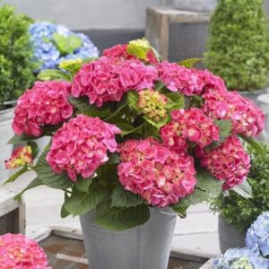 Hydrangea macrophylla Little Pink
