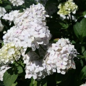 Hydrangea macrophylla Madame Emile Mouillère