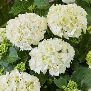 Hydrangea macrophylla White