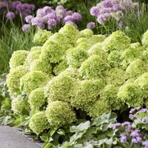 Hydrangea paniculata Groundbreaker Greeny ('LC NO24') (PBR)