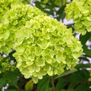 Hydrangea paniculata Little Lime ('Jane') (PBR)