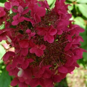 Hydrangea paniculata Wim's Red (PBR)