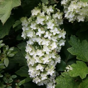 Hydrangea quercifolia Snowflake ('Brido')