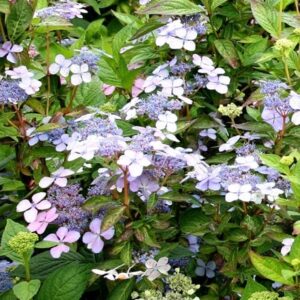 Hydrangea serrata Bluebird