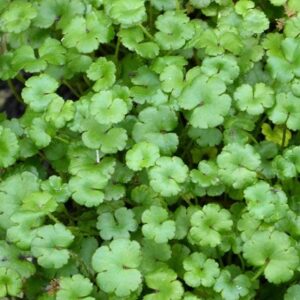 Hydrocotyle novae-zeelandiae
