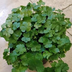 Hydrocotyle sibthorpioides
