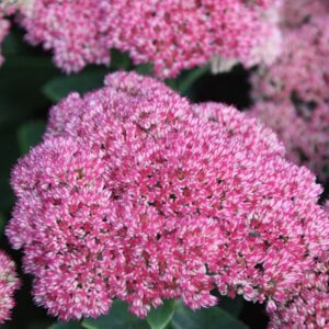 Hylotelephium × mottramianum Herbstfreude