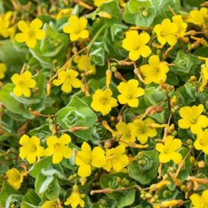 Hypericum elodes