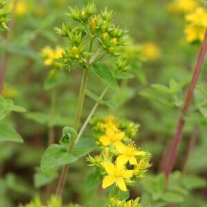 Hypericum tetrapterum