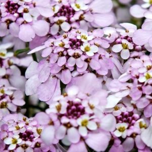 Iberis Pink Ice