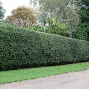 Ilex aquifolium