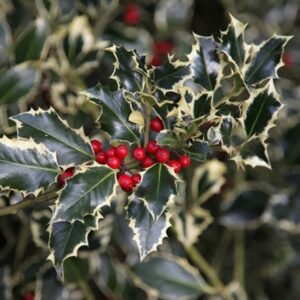 Ilex aquifolium Argentea Marginata