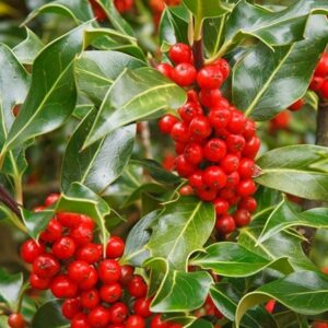 Ilex aquifolium J.C. van Tol