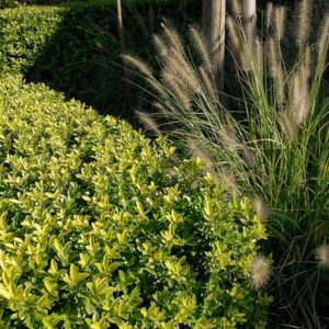 Ilex crenata