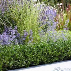Ilex crenata Luxus ('Annys5') (PBR)