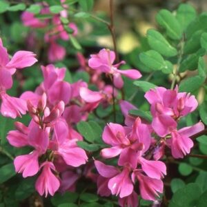 Indigofera himalayensis Silk Road