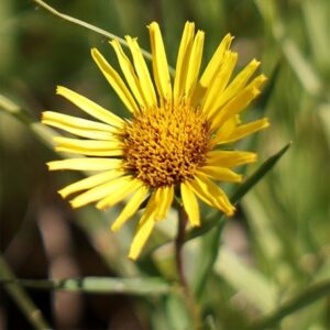 Inula ensifolia