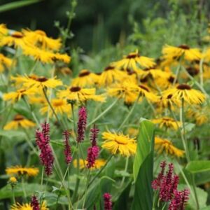 Inula helenium