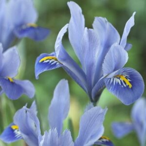 Iris Alida (Reticulata)
