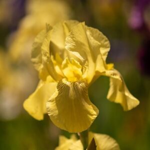 Iris Benton Apollo