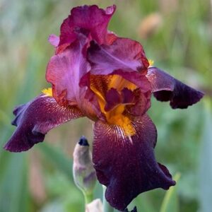 Iris Benton Caramel