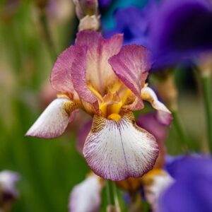 Iris Benton Diedre