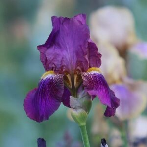 Iris Benton Menace