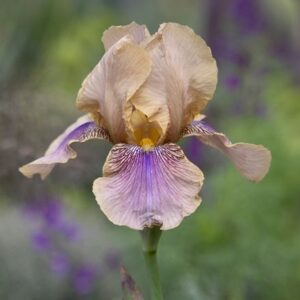 Iris Benton Olive