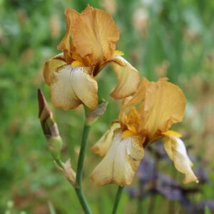Iris Benton Susan