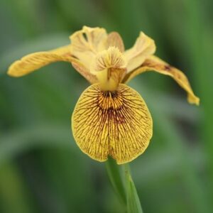 Iris Berlin Tiger