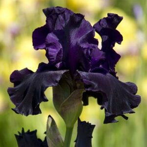 Iris Black Dragon