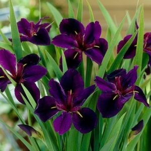 Iris Black Gamecock