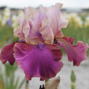 Iris Burgermeister
